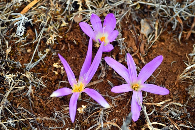 Colchicum montanum lub Merendera montana kwitnie latem