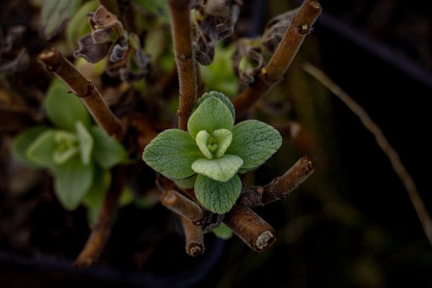 Coleus canina