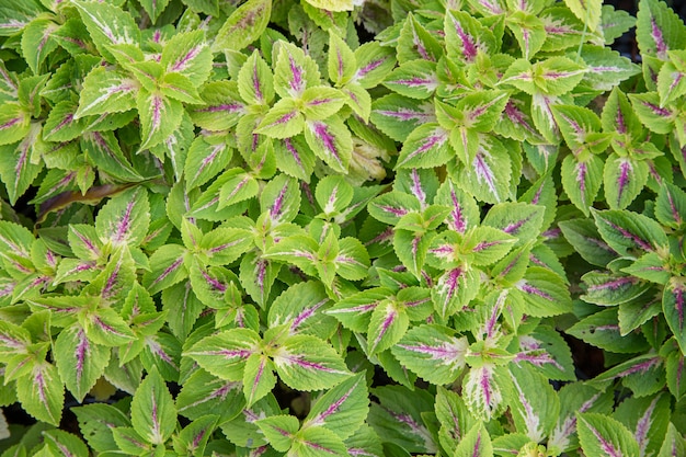 Coleus, Painted Nettle Lub Solenostemon Leaf.