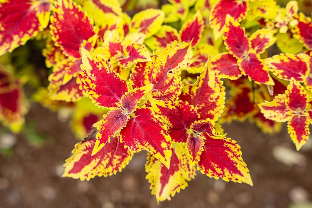 Coleus scutellarioides, powszechnie znany jako coleus