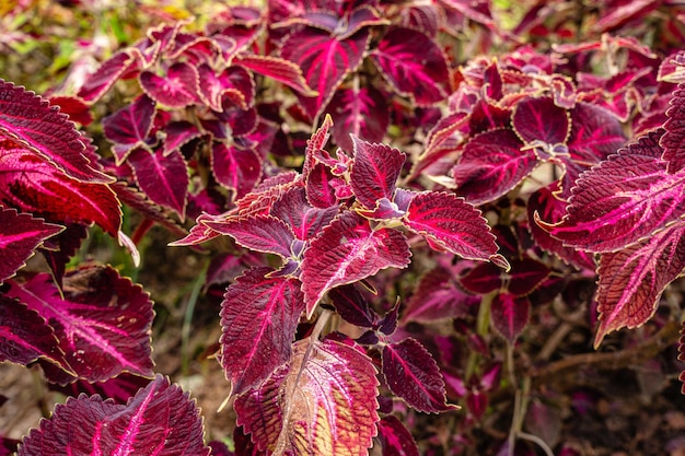 Coleus scutellarioides, powszechnie znany jako coleus