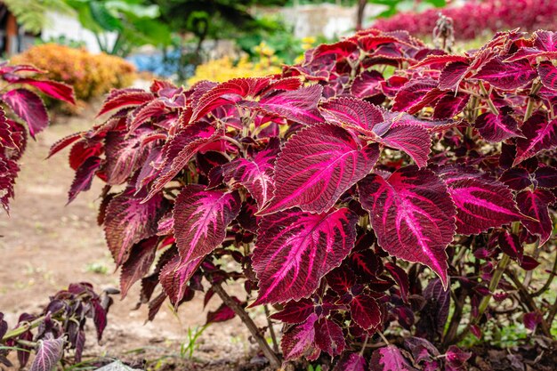 Coleus scutellarioides, powszechnie znany jako coleus