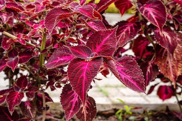 Zdjęcie coleus scutellarioides, powszechnie znany jako coleus