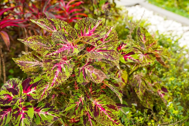 Coleus scutellarioides powszechnie znany jako coleus