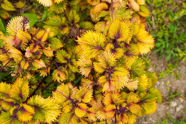 Coleus scutellarioides powszechnie znany jako coleus