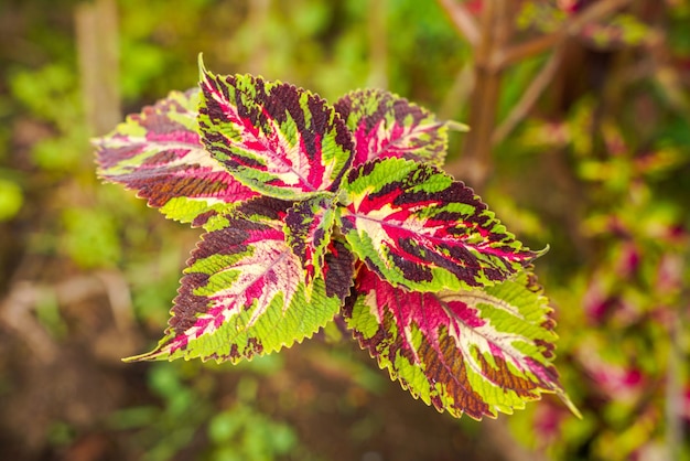 Coleus scutellarioides powszechnie znany jako coleus