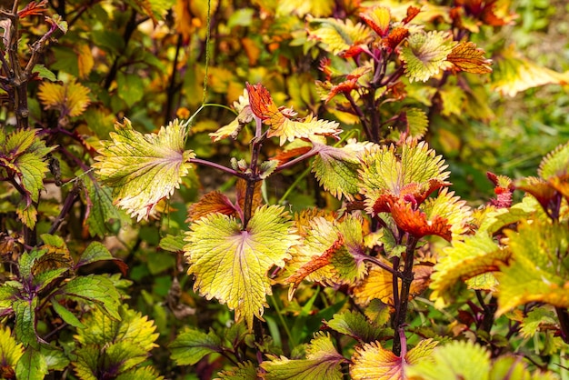 Coleus scutellarioides powszechnie znany jako coleus