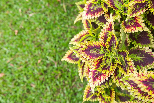 Coleus z rozmycia trawy tłem