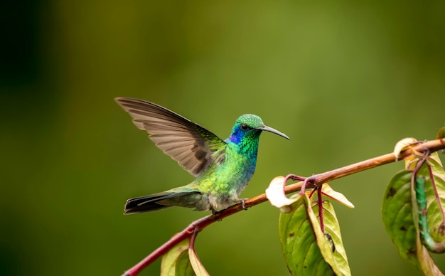 Colibri thalassinus Gatunek ptaków z rodziny kolibri zielono-fioletowych