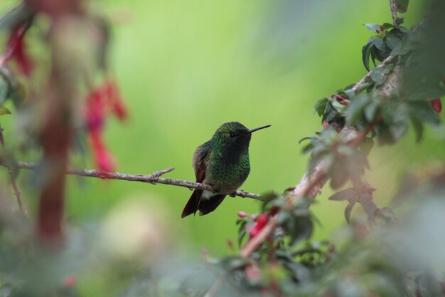 Colibrí