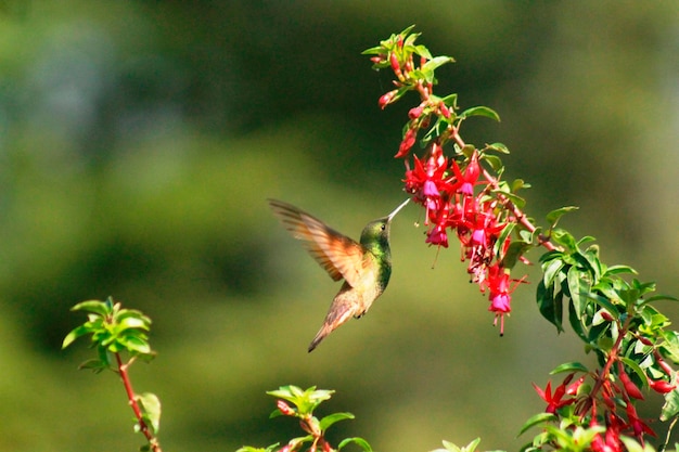 Zdjęcie colibri