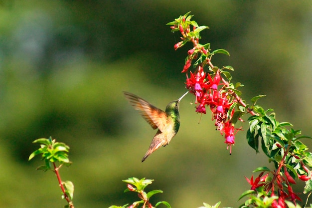 Colibri