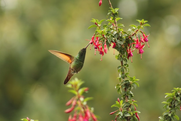 Colibri