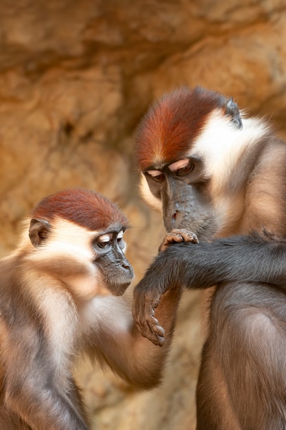 Collared mangabeys (Cercocebus torquatus torquatus) razem