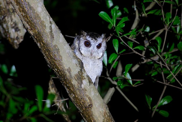 Collared scops Owl Otus sagittatus Beautiful Birds of Thailand