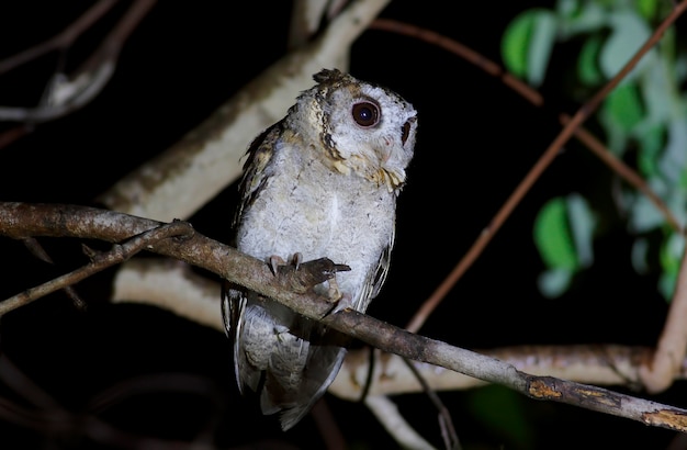 Collared Scops Owl Otus Sagittatus Piękne Ptaki Tajlandii