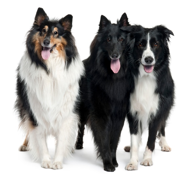 Collie stojący