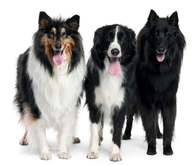 Collie stojący