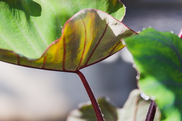 Colocasia hawaiian eye to piękna roślina liściasta w Araceae