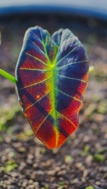 Colocasia hawaiin aloha z zielonym liściem zbliżenie