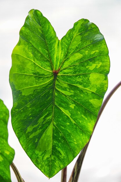 Colocasia lemon lime to piękna roślina liściasta w aracowatych