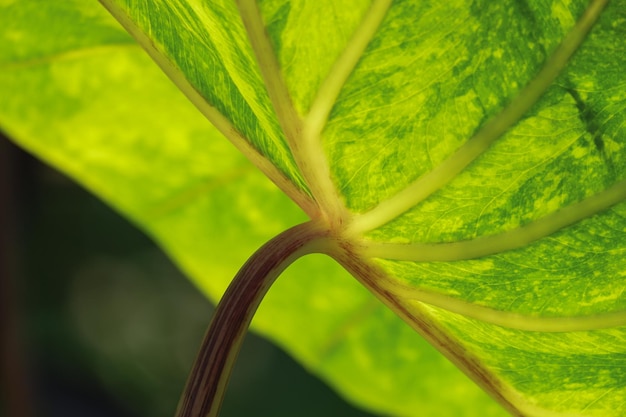 Colocasia Lemon Lime To Piękna Roślina Liściasta W Aracowatych