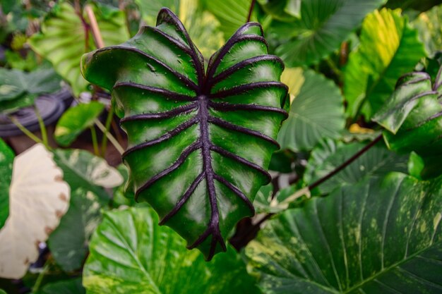 Zdjęcie colocasia pharaoh's mask ma dziwną i piękną twarz