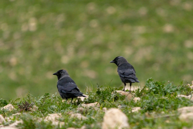 Coloeus Monedula - Kawka Zachodnia To Gatunek Wróblowaty Z Rodziny Corvidae.