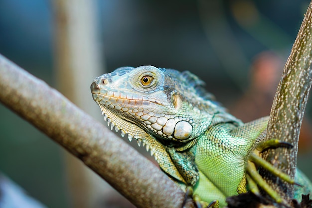 Colseup makro iguana gad zwierzę