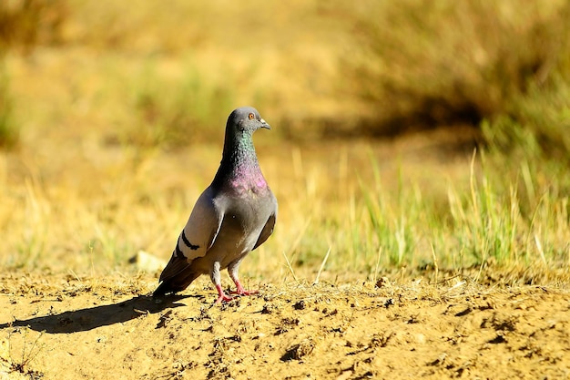 Columba livia - gołąb skalny lub gołąb domowy, to gatunek ptaka columbiform