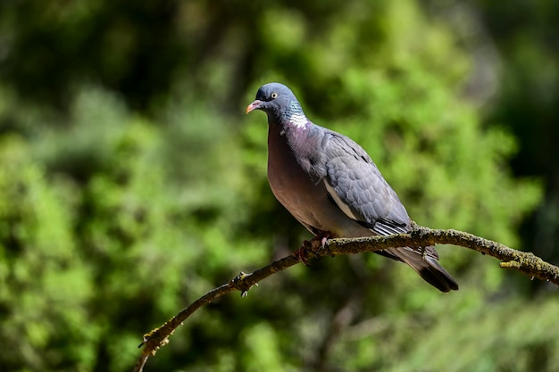 Columba Palumbus Gołąb Leśny To Gatunek Ptaka Columbiform Z Rodziny Columbidae