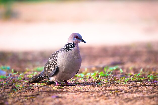 Columbidae czyli turkawka szukająca pożywienia na ziemi