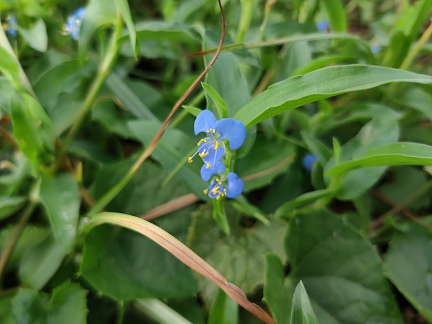 Commelina communis, powszechnie znana jako azjatycki dayflower, to jednoroczna roślina zielna.