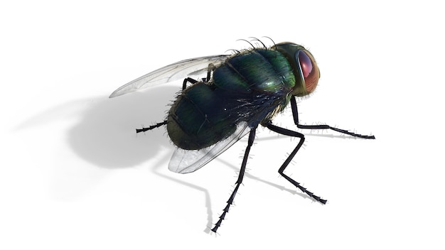 CommonGreen Fly Fly Isolate na białym tle, Green Fly.