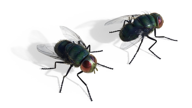 CommonGreen Fly Fly Isolate na białym tle, Green Fly.