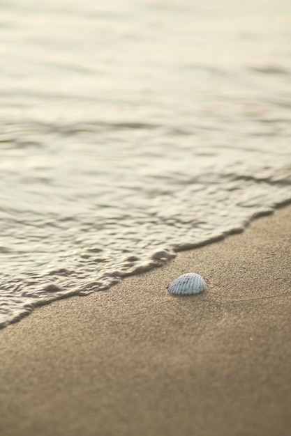 Concha en la arena junto a ola de mar playa