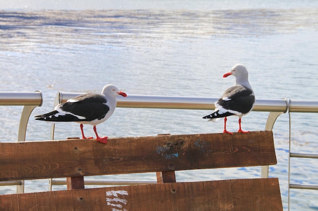 Conersaciones de Gaviota