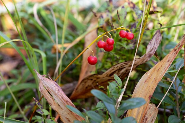 Convallaria Majalis Jesienne Tło, Czerwone Jagody Konwalii