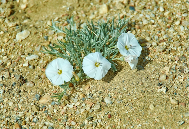 Zdjęcie convolvulus ammanii - gatunek roślin kwitnących.mongolia zachodnia