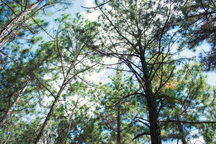 Copas de pino en el bosque