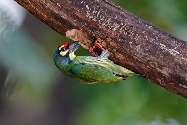 Coppersmith Barbet Megalaima haemacephala Piękne ptaki z Tajlandii