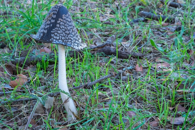 Coprinopsis picacea to gatunek grzyba z rodziny psathyrellaceae