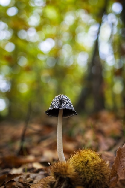 Coprinus Picaceus Grzyb W Kasztanowym Lesie