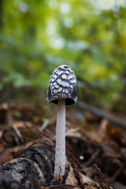 Coprinus picaceus Grzyb w kasztanowym lesie