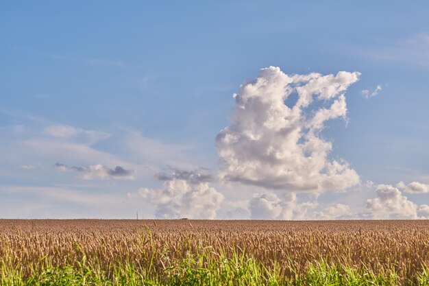 Copyspace obok chmur cumulus unoszących się na tle błękitnego nieba na horyzoncie pola pszenicy w Danii Malowniczy krajobraz łodyg zbóż rosnących na wsi Piękno ziemi w przyrodzie