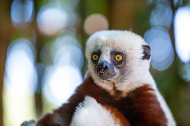 Coquerel Sifaka w swoim naturalnym środowisku w parku narodowym na wyspie Madagaskar.