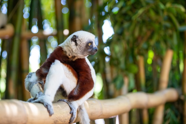 Coquerel Sifaka w swoim naturalnym środowisku w parku narodowym na wyspie Madagaskar.