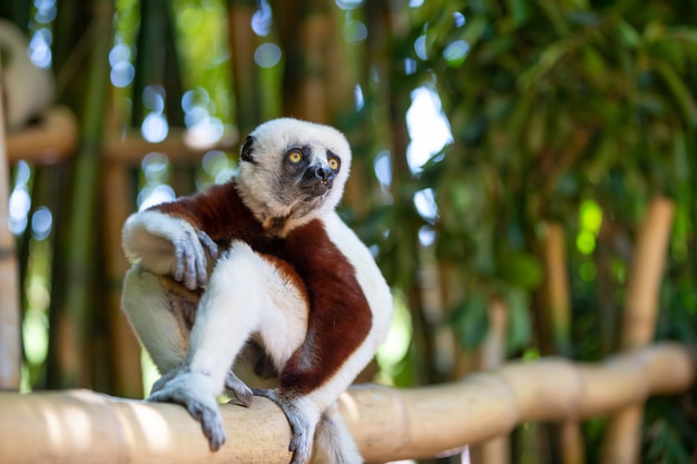 Zdjęcie coquerel sifaka w swoim naturalnym środowisku w parku narodowym na wyspie madagaskar.