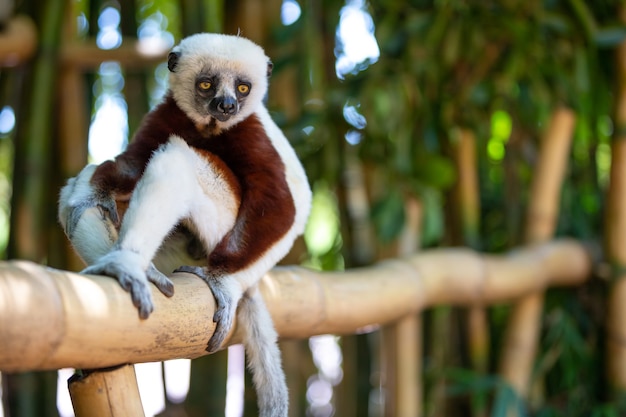 Coquerel Sifaka w swoim naturalnym środowisku w parku narodowym na wyspie Madagaskar.