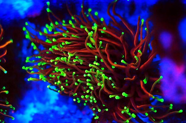 Coral in Motion - Golden Euphyllia Torch LPS coral